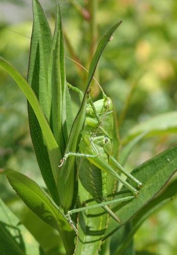 Réf. 270 727 : Tettigonia viridissima